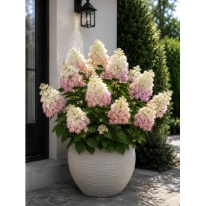 Hortenzia metlinatá (Hydrangea paniculata) ‘EARLY HARRY’® - výška 40-60 cm, kont. C3L
